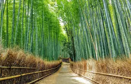 Arashiyama Bamboo Forest, Kyoto